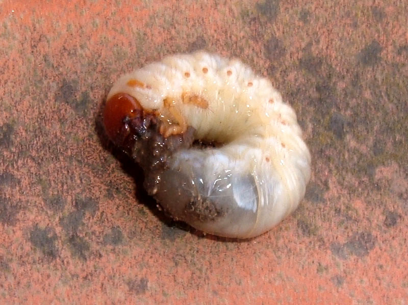 Larva di Oryctes nasicornis